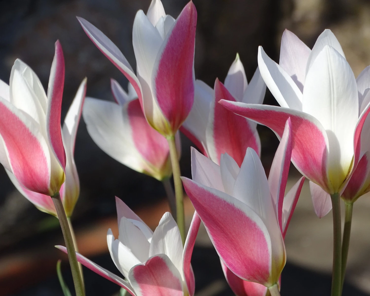 Tulip 'Lady Jane' 4 Tulip 'Lady Jane' - Image 2