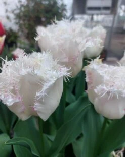 Tulip 'Lady Smile' -Flowers Sales Store tulip lady smile 1 b50a7c9d eee8 45f2 8bc4 6e8a6374d6f6