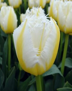 Tulip 'Lemon Beauty' -Flowers Sales Store tulip lemon beauty 01