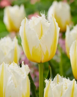 Tulip 'Lemon Beauty' -Flowers Sales Store tulip lemon beauty 2