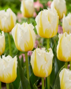 Tulip 'Lemon Beauty' -Flowers Sales Store tulip lemon beauty 3