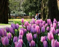 Tulip 'Light And Dreamy' 15 Tulip 'Light And Dreamy' -Flowers Sales Store tulip light and dreamy 4