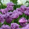 Tulip 'Lilac Perfection' 1 Tulip 'Lilac Perfection' -Flowers Sales Store tulip lilac perfection 1
