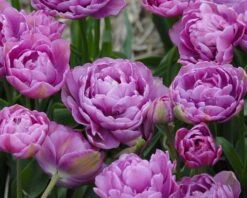 Tulip 'Lilac Perfection' 10 Tulip 'Lilac Perfection' -Flowers Sales Store tulip lilac perfection 2