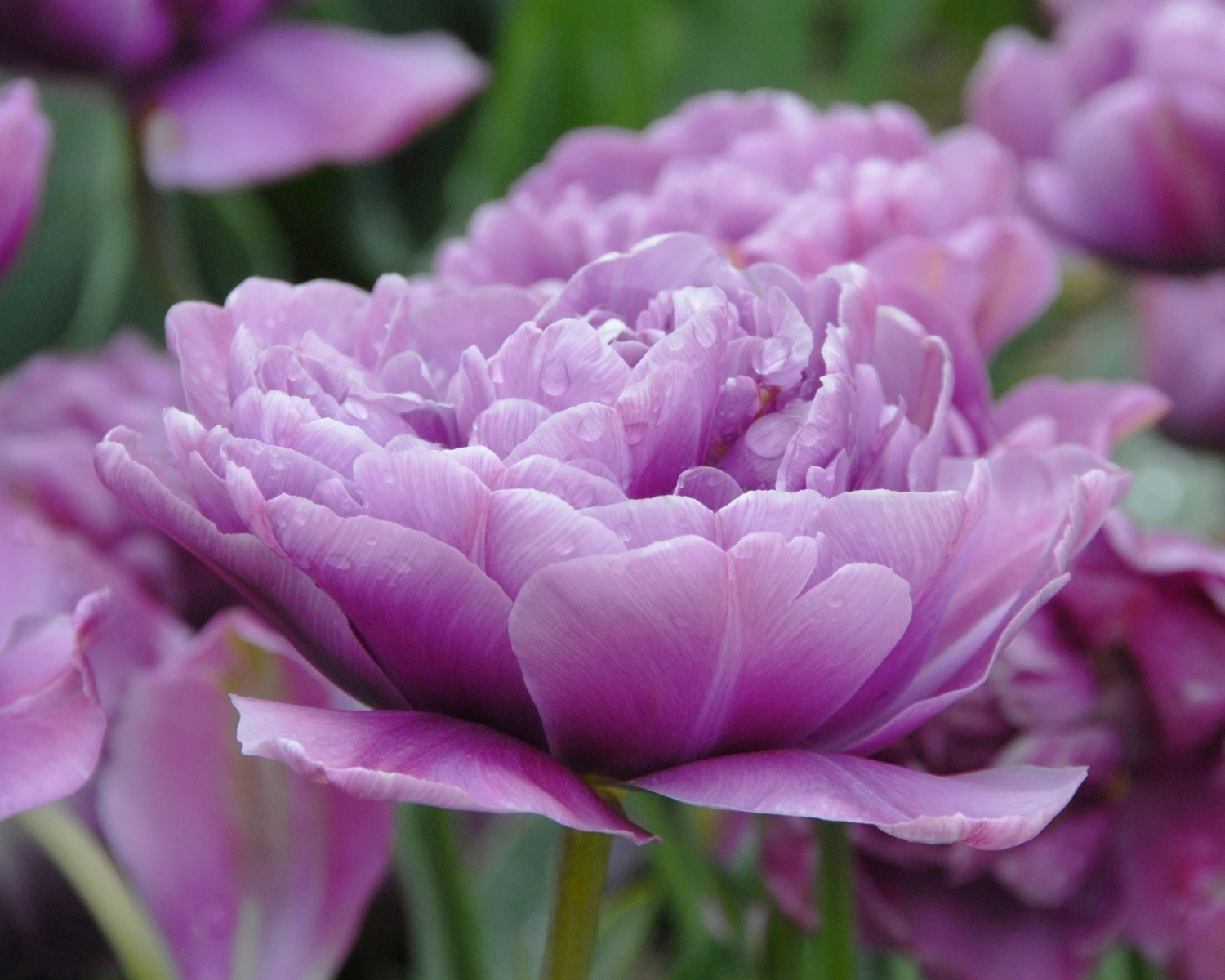 Tulip 'Lilac Perfection' 6 Tulip 'Lilac Perfection' - Image 4