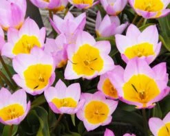 Tulip 'Lilac Wonder' 15 Tulip 'Lilac Wonder' -Flowers Sales Store tulip lilac wonder 4