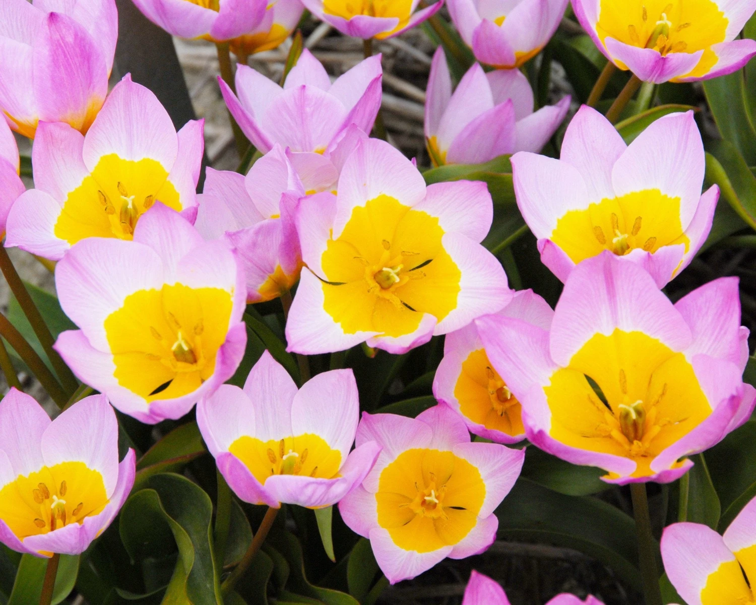 Tulip 'Lilac Wonder' 9 Tulip 'Lilac Wonder' - Image 7