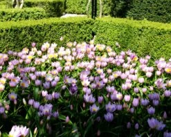 Tulip 'Lilac Wonder' 14 Tulip 'Lilac Wonder' -Flowers Sales Store tulip lilca wonder 6