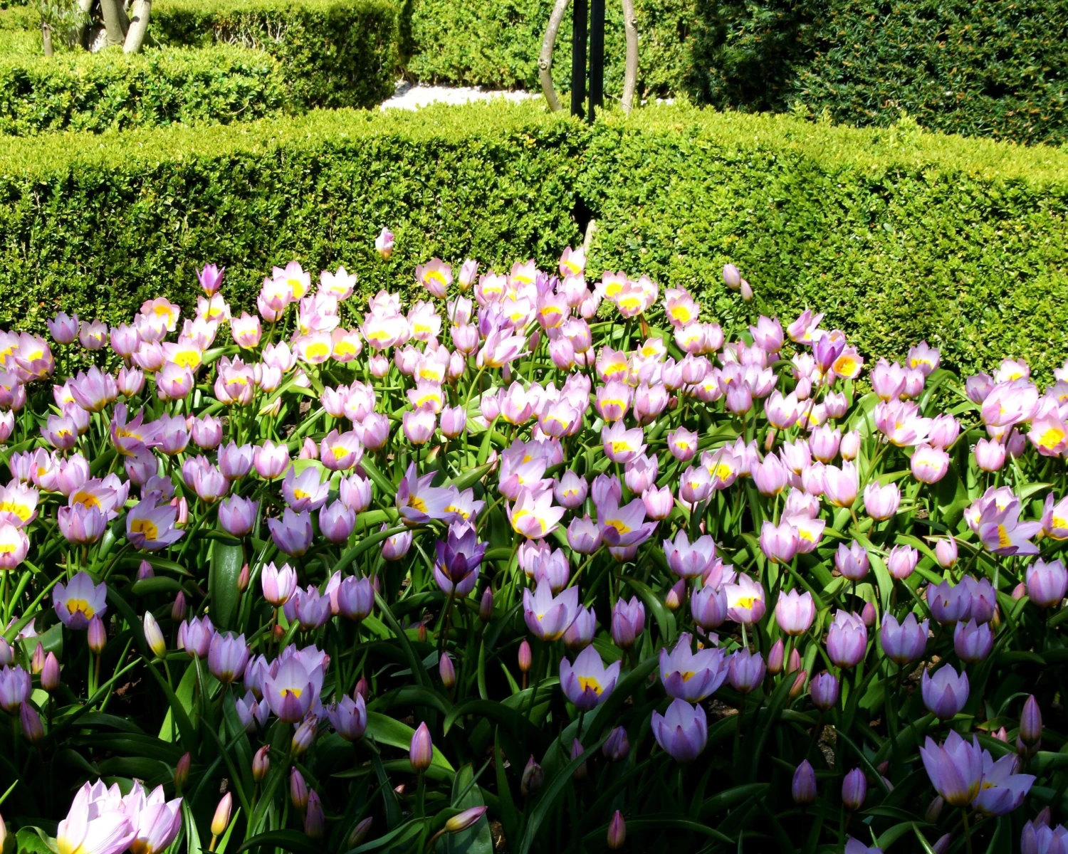 Tulip 'Lilac Wonder' 8 Tulip 'Lilac Wonder' - Image 6