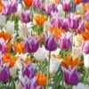 Tulip 'Lily-Flowering Mixed' -Flowers Sales Store tulip lily flowering mixed colours 1
