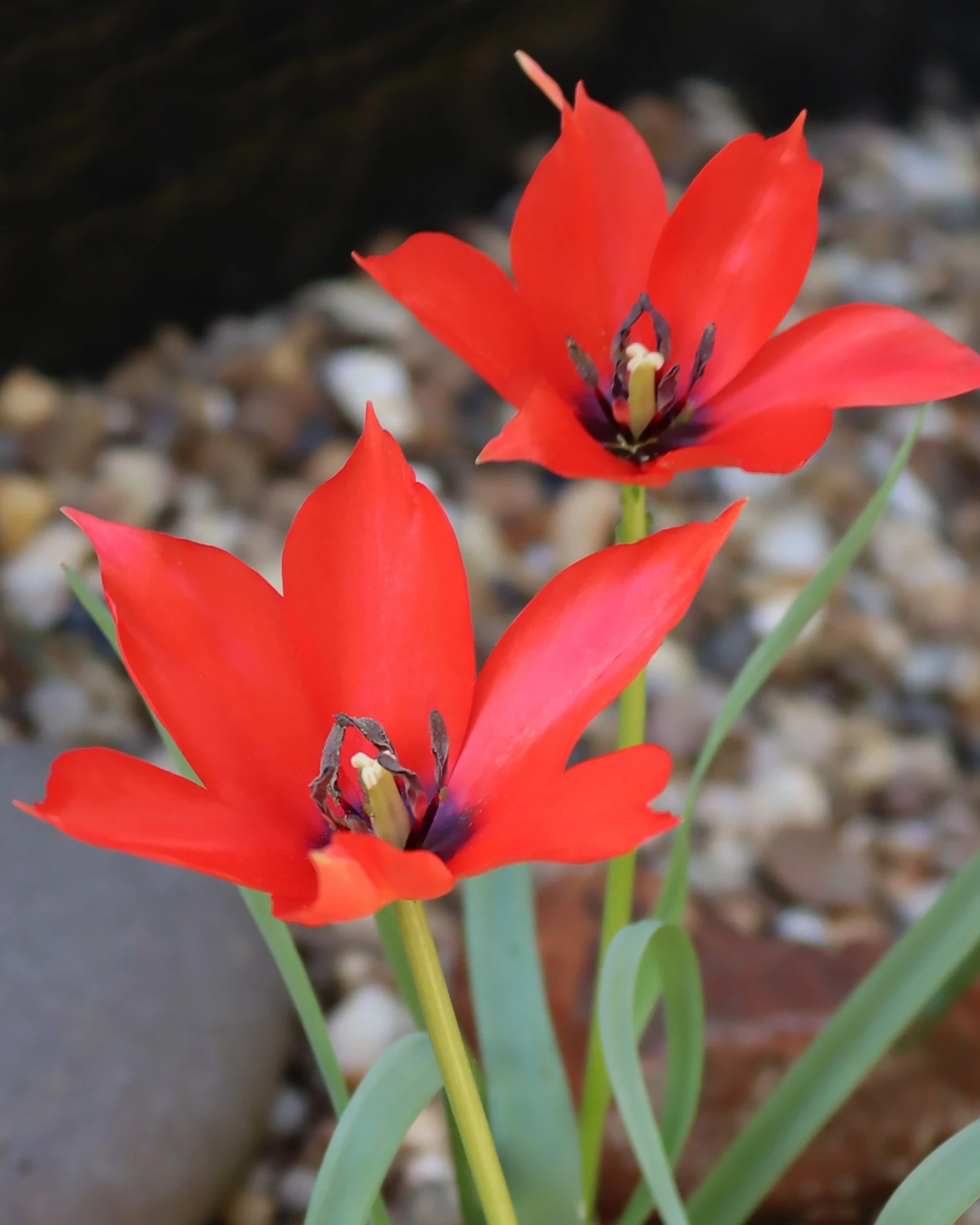 Tulip Linifolia 3 Tulip Linifolia