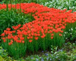 Tulip Linifolia 12 Tulip Linifolia -Flowers Sales Store tulip linifolia 3