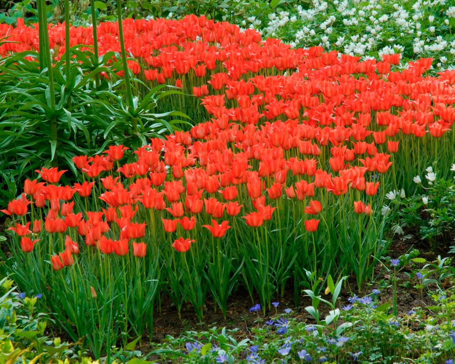 Tulip Linifolia 7 Tulip Linifolia - Image 5