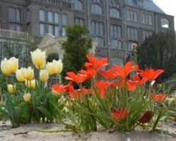 Tulip Linifolia 11 Tulip Linifolia -Flowers Sales Store tulip linifolia 4