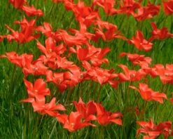 Tulip Linifolia 10 Tulip Linifolia -Flowers Sales Store tulip linifolia 5