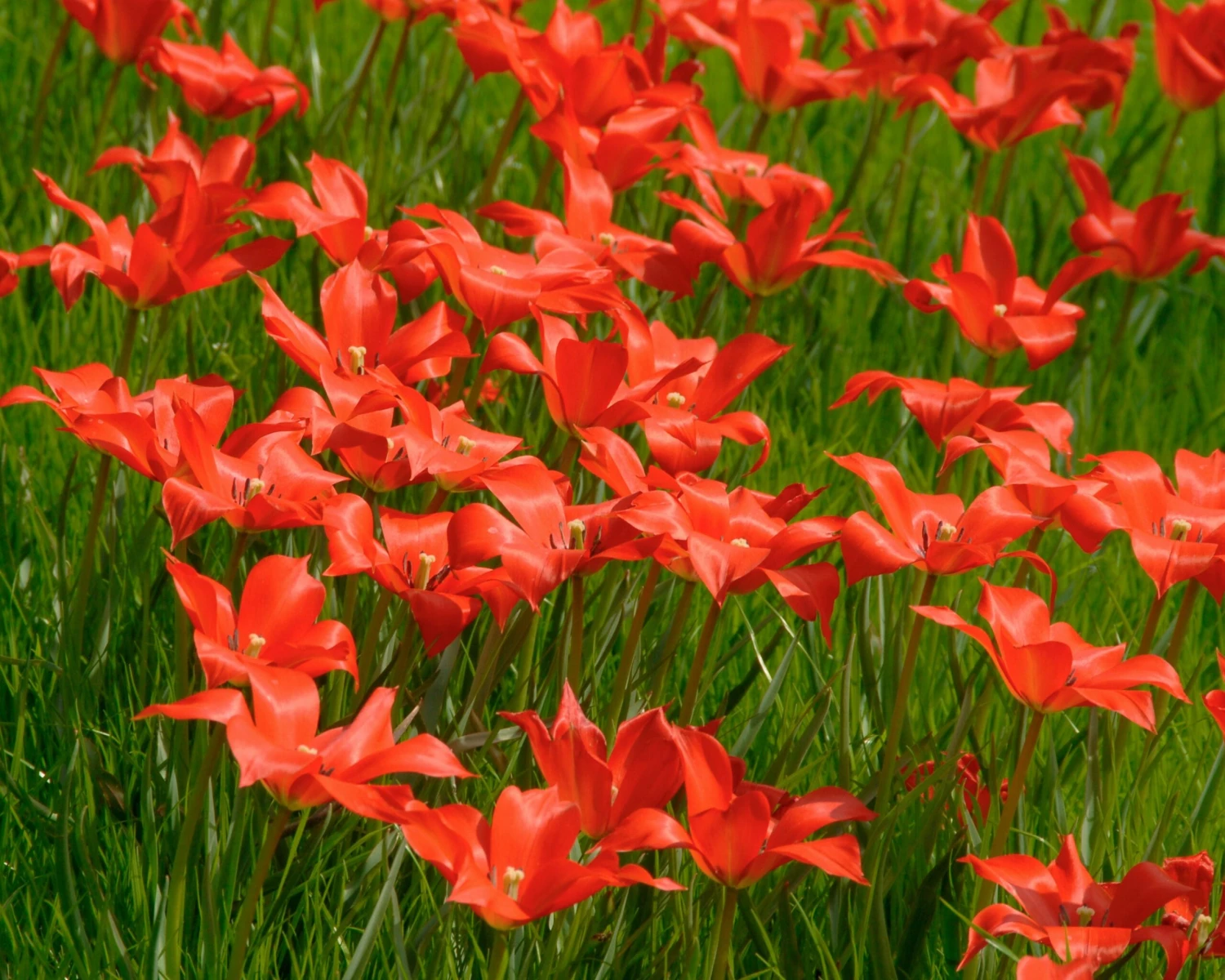 Tulip Linifolia 5 Tulip Linifolia - Image 3