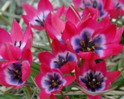 Tulip 'Little Beauty' -Flowers Sales Store tulip little beauty 00 4233253b 4869 40a9 8e1d 1c39b1daf78a