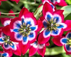 Tulip 'Little Beauty' -Flowers Sales Store tulip little beauty 3