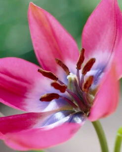 Tulip 'Little Beauty' -Flowers Sales Store tulip little beauty 7