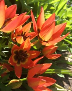 Tulip 'Little Princess' -Flowers Sales Store tulip little princess 00