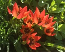 Tulip 'Little Princess' -Flowers Sales Store tulip little princess 01