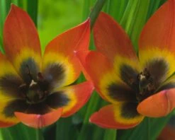 Tulip 'Little Princess' -Flowers Sales Store tulip little princess 10