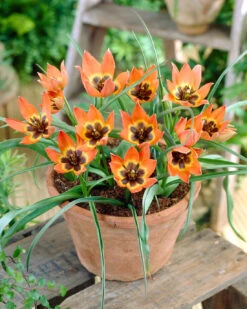 Tulip 'Little Princess' -Flowers Sales Store tulip little princess 1 6baeda67 98a7 432c acc9 5d627d6b960a