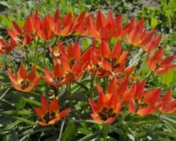 Tulip 'Little Princess' -Flowers Sales Store tulip little princess 3