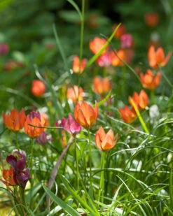 Tulip 'Little Princess' -Flowers Sales Store tulip little princess 4 97572ecd 11bc 4548 ad1a 5e97173e150e