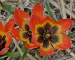 Tulip 'Little Princess' -Flowers Sales Store tulip little princess 5