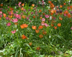 Tulip 'Little Princess' -Flowers Sales Store tulip little princess 5 31df52f3 2dec 4a1f 8180 e778335e2cc4