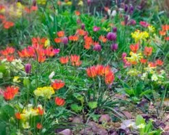 Tulip 'Little Princess' -Flowers Sales Store tulip little princess 9