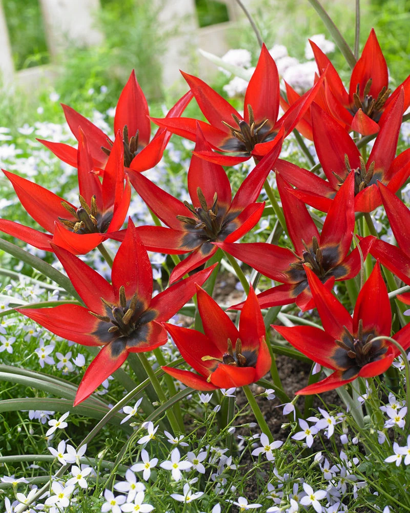 Tulip Orphanidea 'Lizzy' 4 Tulip Orphanidea 'Lizzy' - Image 2