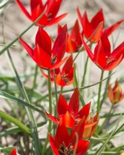 Tulip Orphanidea 'Lizzy' 7 Tulip Orphanidea 'Lizzy' -Flowers Sales Store tulip lizzy 3