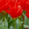 Tulip 'Red Emperor' -Flowers Sales Store tulip madame lefeber 1