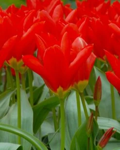 Tulip 'Red Emperor'