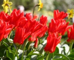 Tulip 'Red Emperor' -Flowers Sales Store tulip madame lefeber 13