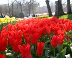 Tulip 'Red Emperor' -Flowers Sales Store tulip madame lefeber 14
