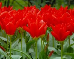 Tulip 'Red Emperor' -Flowers Sales Store tulip madame lefeber 2
