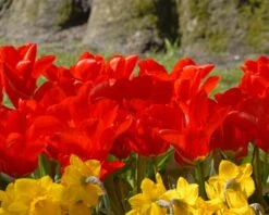 Tulip 'Red Emperor' -Flowers Sales Store tulip madame lefeber 3