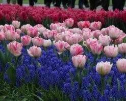 Collection 'Magenta Magic' -Flowers Sales Store tulip magenta magic 1