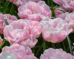 Tulip 'Mariage' 13 Tulip 'Mariage' -Flowers Sales Store tulip mariage 3