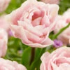 Tulip 'Mariage' -Flowers Sales Store tulip mariage 4
