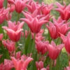 Tulip 'Mariette'