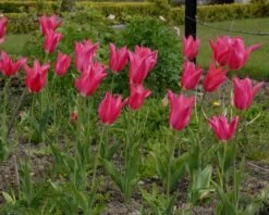 Tulip 'Mariette' 17 Tulip 'Mariette' -Flowers Sales Store tulip mariette 2