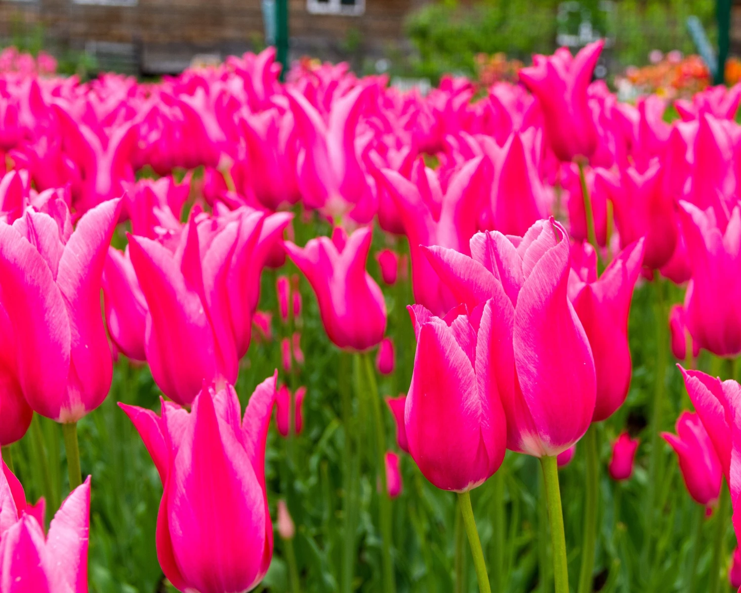 Tulip 'Mariette' 12 Tulip 'Mariette' - Image 10