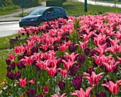 Tulip 'Mariette' 20 Tulip 'Mariette' -Flowers Sales Store tulip mariette 9