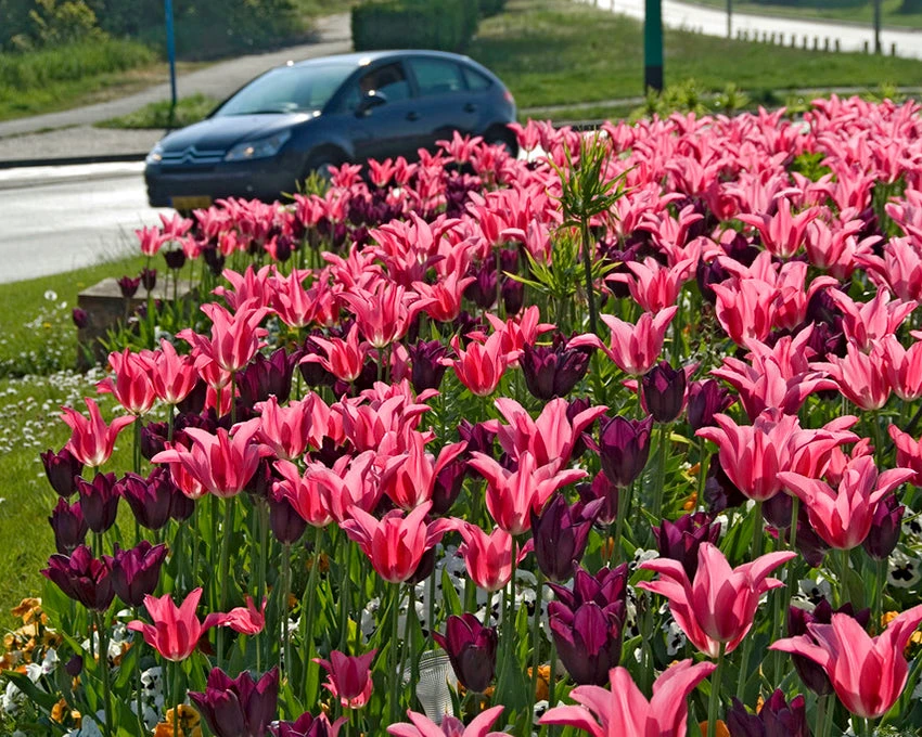 Tulip 'Mariette' 8 Tulip 'Mariette' - Image 6