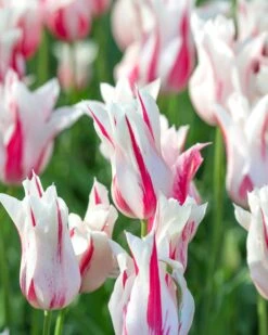 Tulip 'Marilyn' -Flowers Sales Store tulip marilyn 2