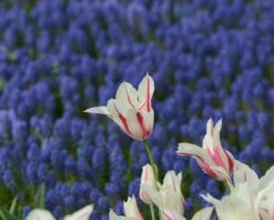 Tulip 'Marilyn' -Flowers Sales Store tulip marilyn 4